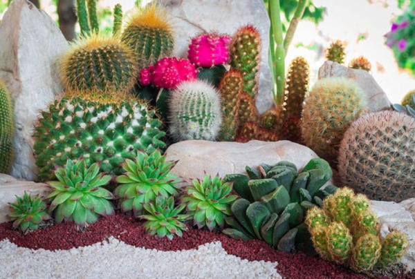 Taman kaktus dan sukulen yang cantik